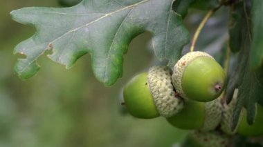 Hafif esinti üzerinde olgunlaşmamış meşe meşe