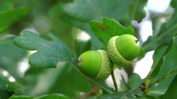 Bellotas Inmaduras Roble Ligera Brisa — Vídeo de stock