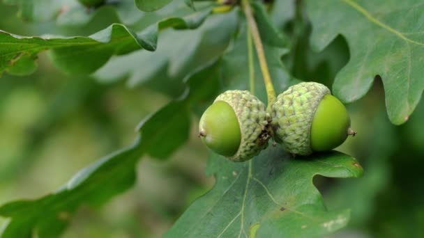 Bellotas Inmaduras Roble Ligera Brisa Lugar Huevos Puesta Avispa Hiel — Vídeos de Stock