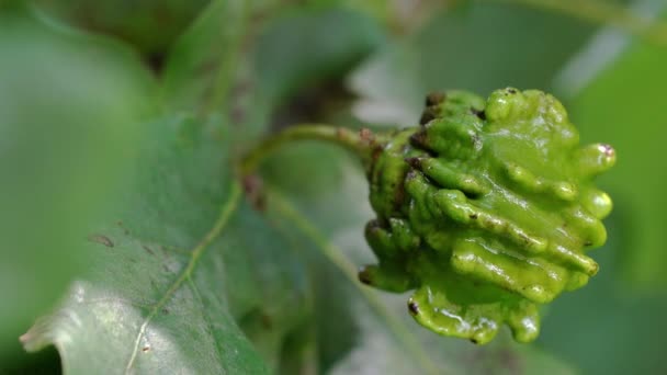 Unripe Acorns Oak Slight Breeze Knopper Galls Eggs Wasp Andricus — Stock Video
