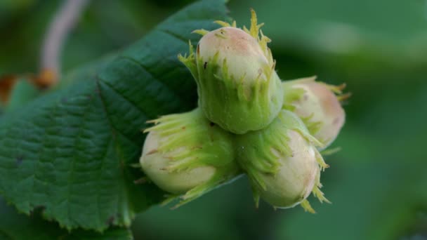 Noisettes Sauvages Non Mûres Sur Noisetier — Video