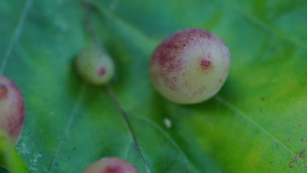 Haya Hoja Con Larvas Parasitoides Hiel Mikiola Fagi — Vídeos de Stock