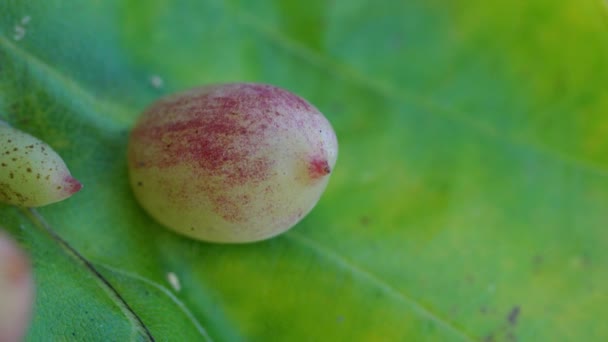 Haya Hoja Con Larvas Parasitoides Hiel Mikiola Fagi — Vídeo de stock