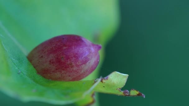 Haya Hoja Con Larvas Parasitoides Hiel Mikiola Fagi — Vídeos de Stock