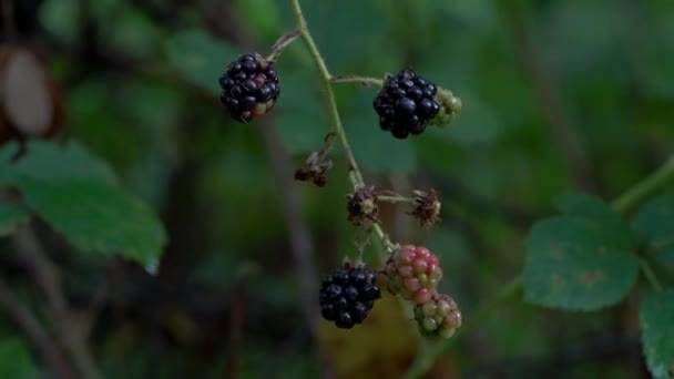 Wilde Reife Brombeeren Pflücken — Stockvideo