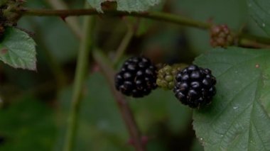 Vahşi olgun böğürtlen toplama