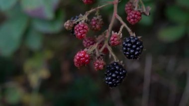 Vahşi olgun böğürtlen toplama