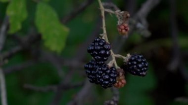 Vahşi olgun böğürtlen toplama
