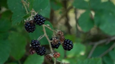Vahşi olgun böğürtlen toplama