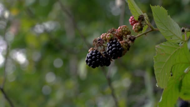 Picking Dzikie Dojrzałe Blackberry — Wideo stockowe