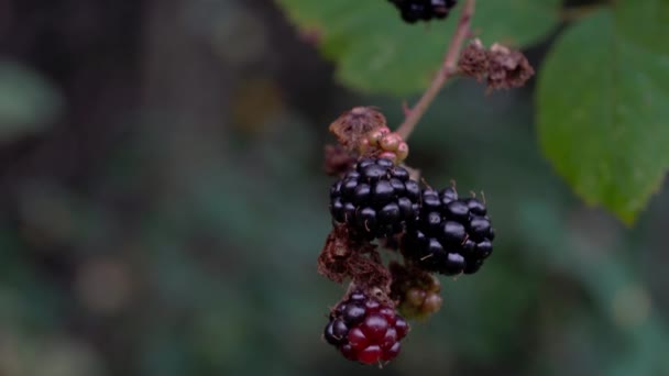 Wilde Reife Brombeeren Pflücken — Stockvideo