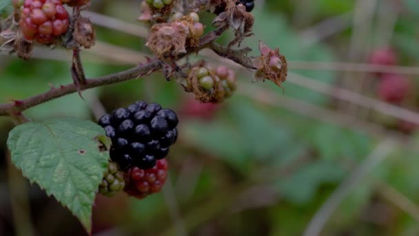 Wilde Reife Brombeeren Pflücken — Stockvideo