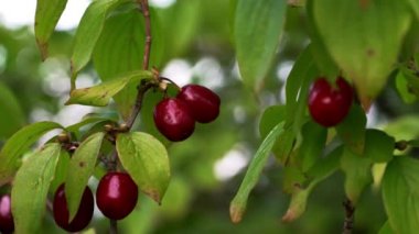 Olgun Avrupa Cornel (Cornus mas) doğal ortamda