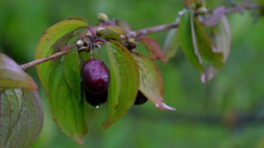 Olgun Avrupa Cornel (Cornus mas) doğal ortamda