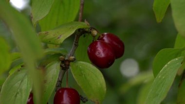 Olgun Avrupa Cornel toplama (Cornus mas)