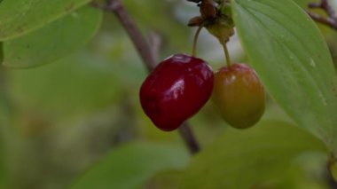 Olgun Avrupa Cornel toplama (Cornus mas)