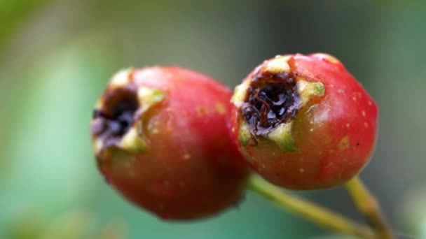 Dojrzewanie Hawthorn Lekkim Wietrze — Wideo stockowe