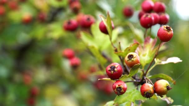 Ripening Hawthorn Slight Breeze — Stock Video