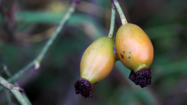 Madurando Rosa Cadera Salvaje Ligera Brisa — Vídeos de Stock