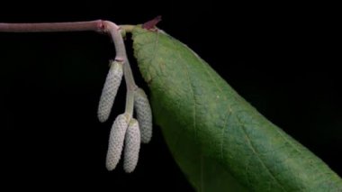 Yaz mevsiminde Wild Hazel 'da ikinci tomurcuklar (Corylus avellana)