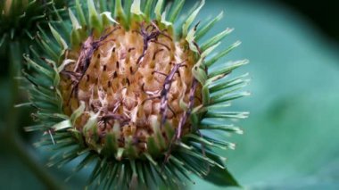 Hafif meltemde açan burdock (Arctium lappa)
