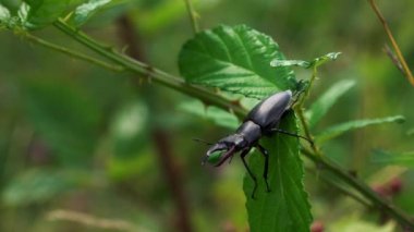 Geyik Böceği erkek (Lucanus cervus) böğürtlen yaprağı üzerinde