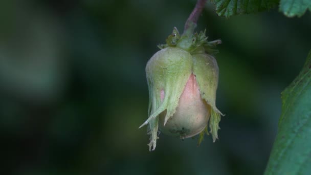 Ripening Hazelnuts Wild Hazel Tree — Stock Video