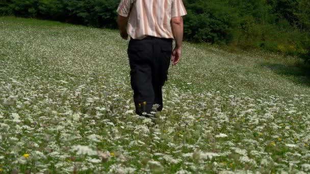 Člověk prochází polem bílých květin Wild Karotka (Daucus carota)