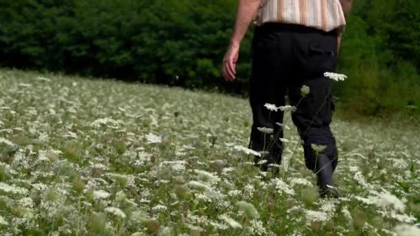 Człowiek Przechodzi Przez Pole Białych Kwiatów Wild Carrot Daucus Carota — Wideo stockowe