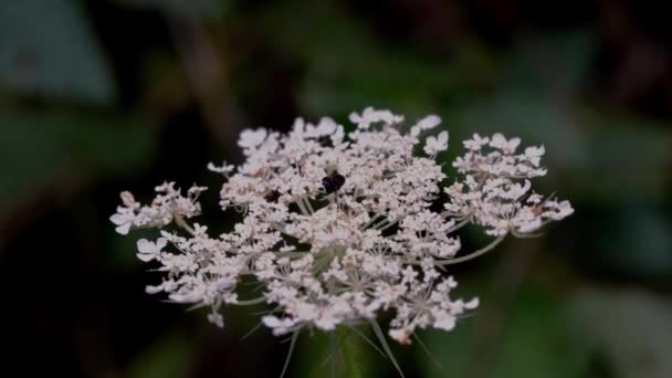 Fiore Bianco Carota Selvatica Leggera Brezza Daucus Carota — Video Stock