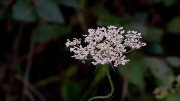 Flor Branca Cenoura Selvagem Ligeira Brisa Daucus Carota — Vídeo de Stock