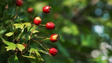 Olgun Rose Hip hafif bir esintide)