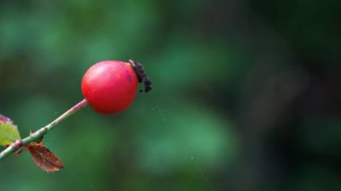 Olgun Rose Hip hafif bir esintide)