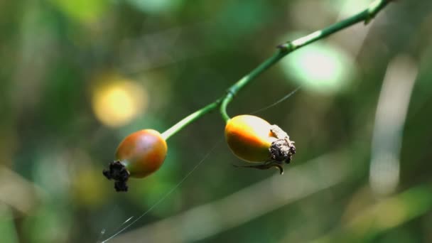 Rosa Cadera Madurando Ligera Brisa — Vídeos de Stock