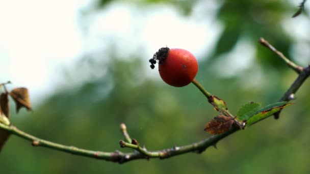 Dojrzewanie Rose Hip Lekkim Wietrze — Wideo stockowe