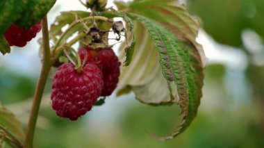 Doğal ortamda hafif esinti kırmızı olgun Ahududu