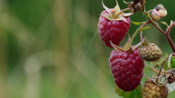 Rode Rijpe Framboos Lichte Bries Natuurlijke Omgevingstemperatuur — Stockvideo