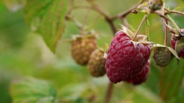 Doğal ortamda hafif esinti kırmızı olgun Ahududu