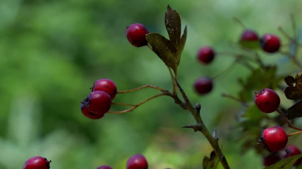 用树枝采摘Ripe Hawthorn — 图库视频影像