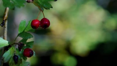Olgun Hawthorn 'u dallarla toplamak