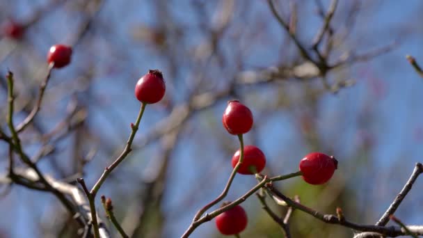 Збирання Ripe Wild Rose Hip Гілками — стокове відео