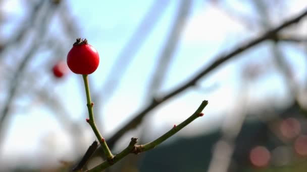 Rijp Wild Rose Hip Lichte Bries — Stockvideo