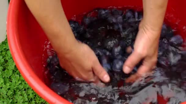 Velha Maneira Fazer Jam Lavagem Ameixas Orgânicas — Vídeo de Stock