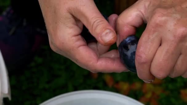 有機梅からジャムを作る古い方法種子を除去する — ストック動画