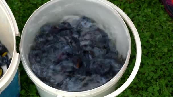 Old Way Making Jam Organic Plums Washing — Stock Video