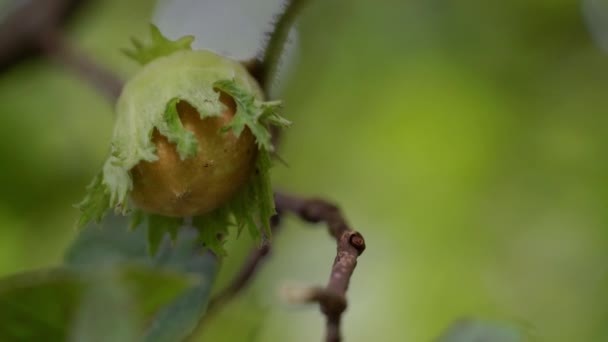 野生のヘーゼルの木にヘーゼルナッツを熟す — ストック動画