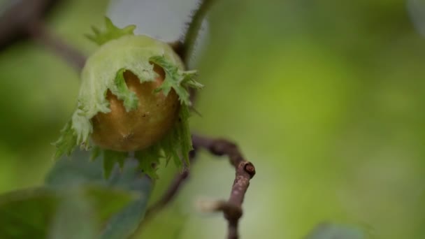 Mûrissement Des Noisettes Sur Noisetier Sauvage — Video