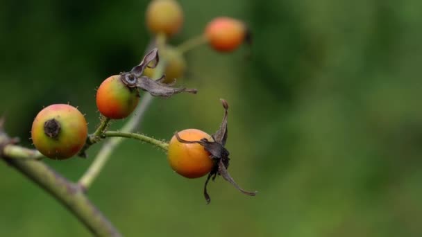 Dojrzewanie Rose Hip Lekkim Wietrze — Wideo stockowe