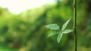 Vahşi böğürtlen yaprakları hafif esintide
