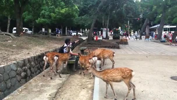 Veados Caminhando Livremente Com Turistas Nara Park Osaka Japão Agosto — Vídeo de Stock